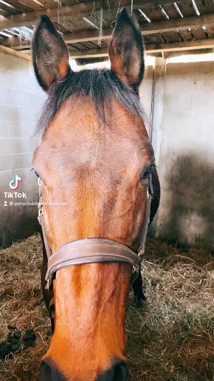 @Ponyclubilgattoelavolpe