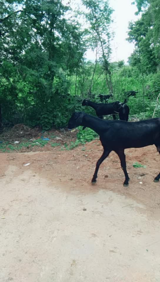 @Prabhakar Jangam