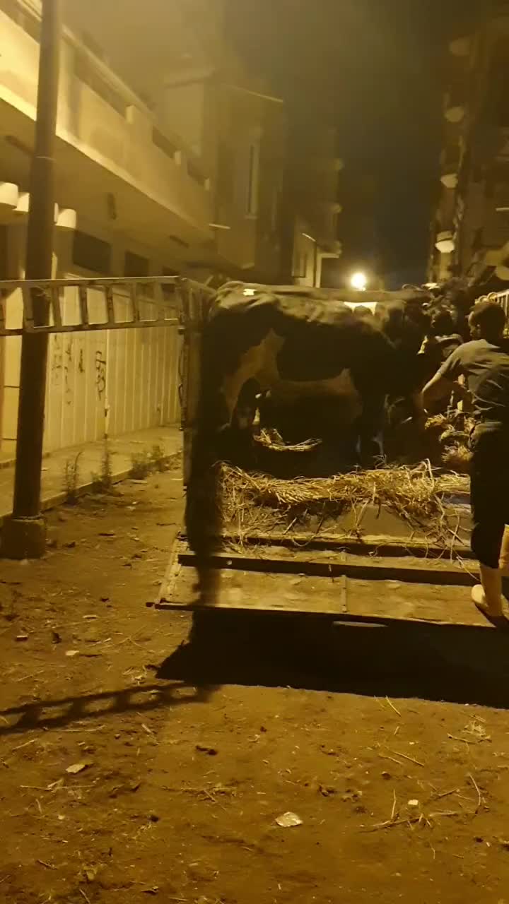 @shadymohamed3303