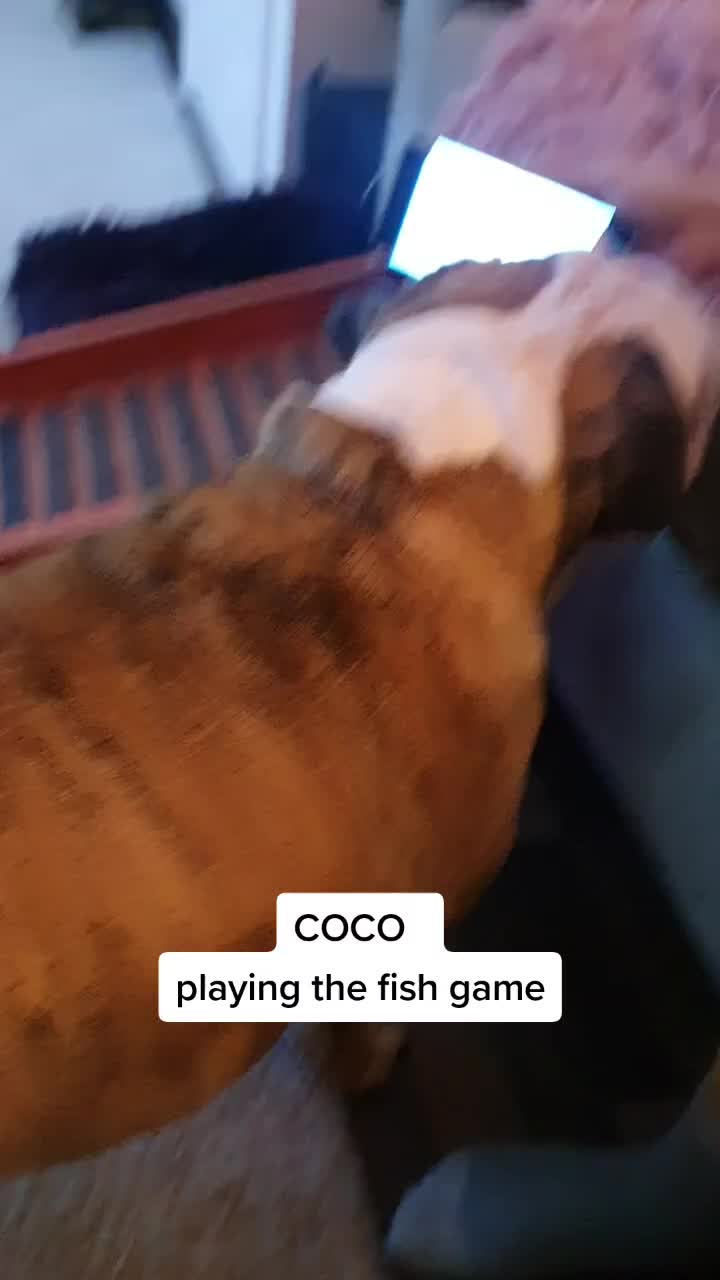 @bulldogCoco
