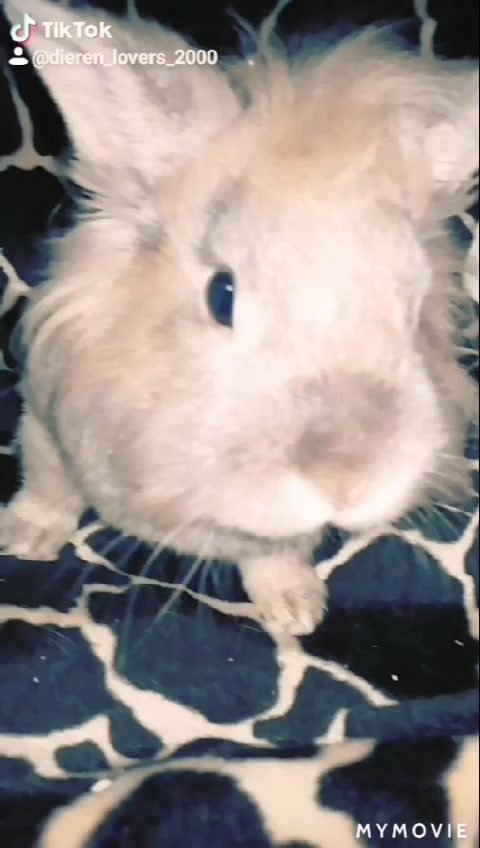 @Dieren lovers 💞