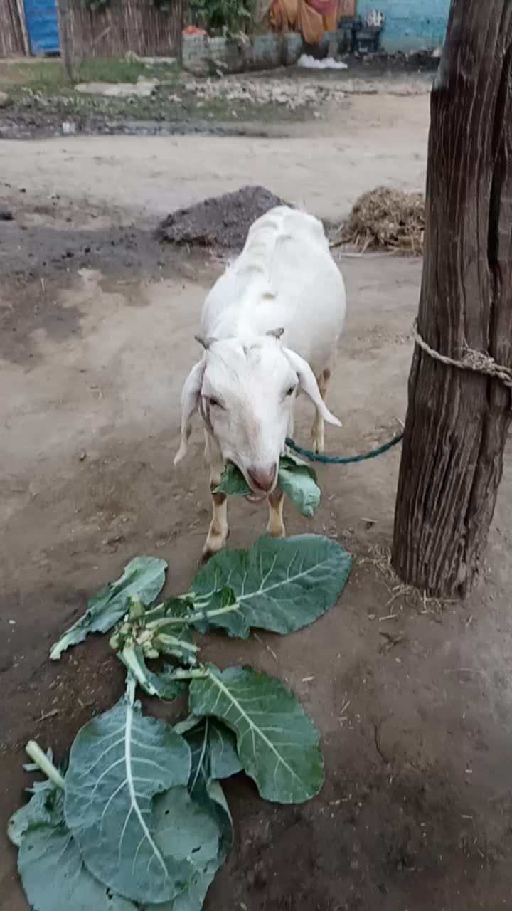 @Sonu Kumar