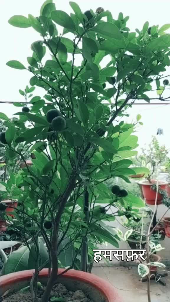 @अलका त्रिपाठी