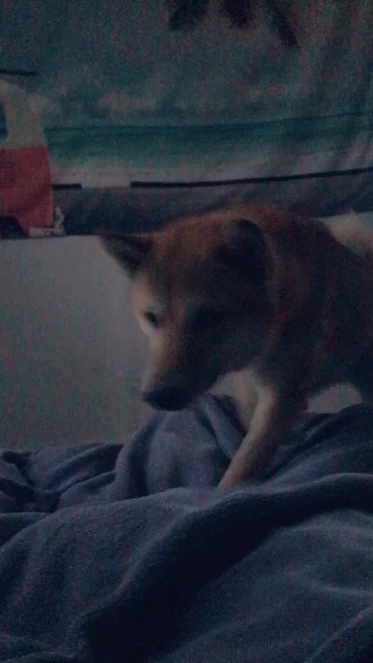 @YoyoDubs