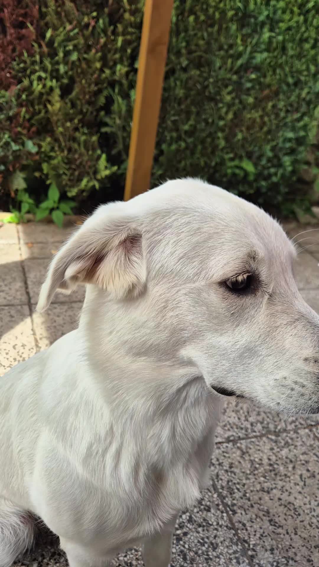@Nicole🙋🏼♀️ mit 🐕Cora🐾🩷