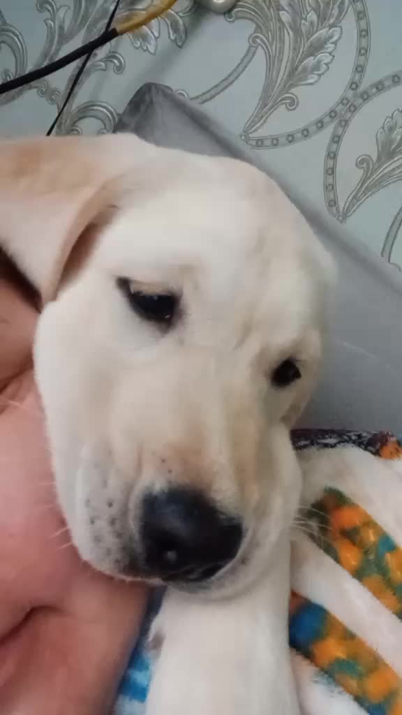 @Алена Ария