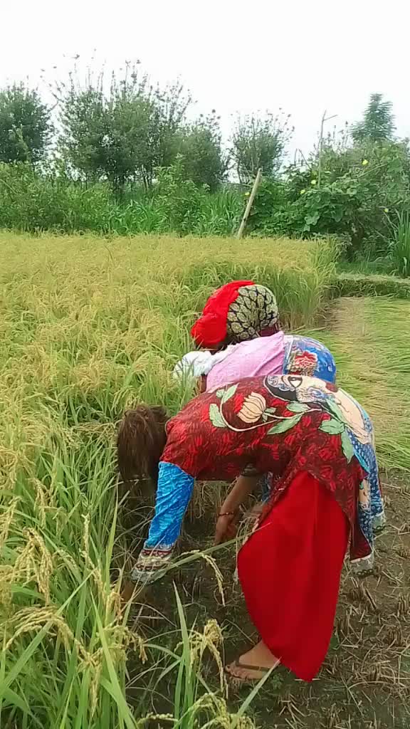 @Sirmaya Gurung