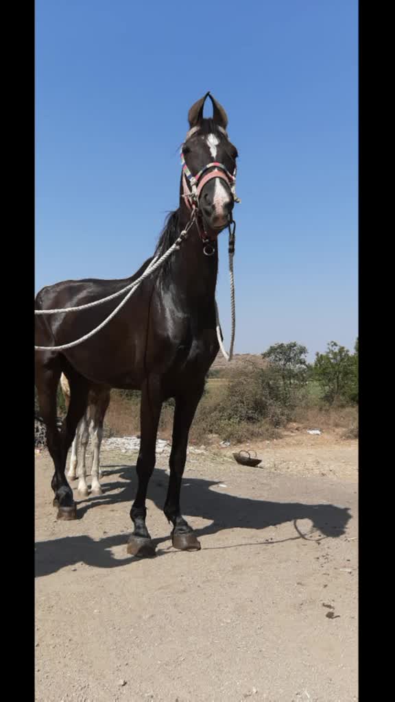 @vishal_ mundhava_ 88