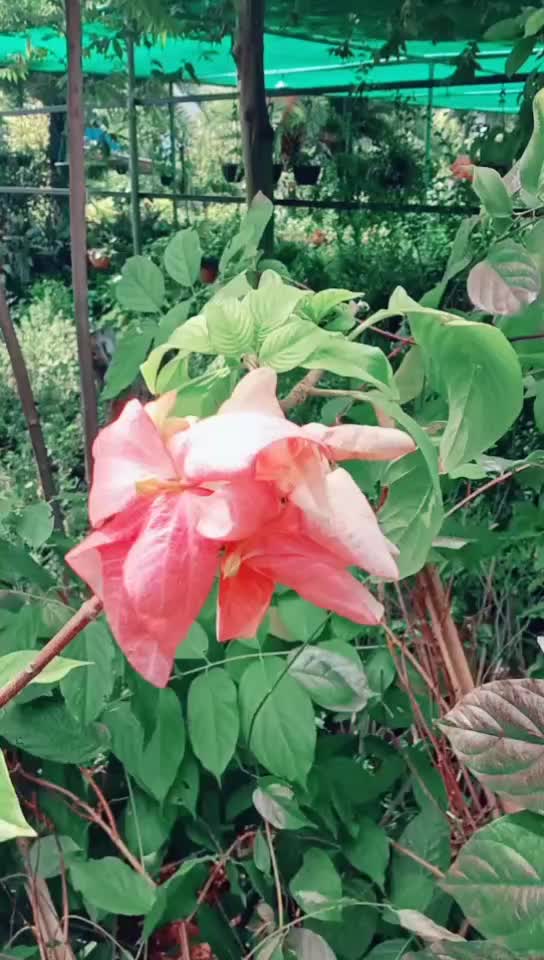 @user1066257400360