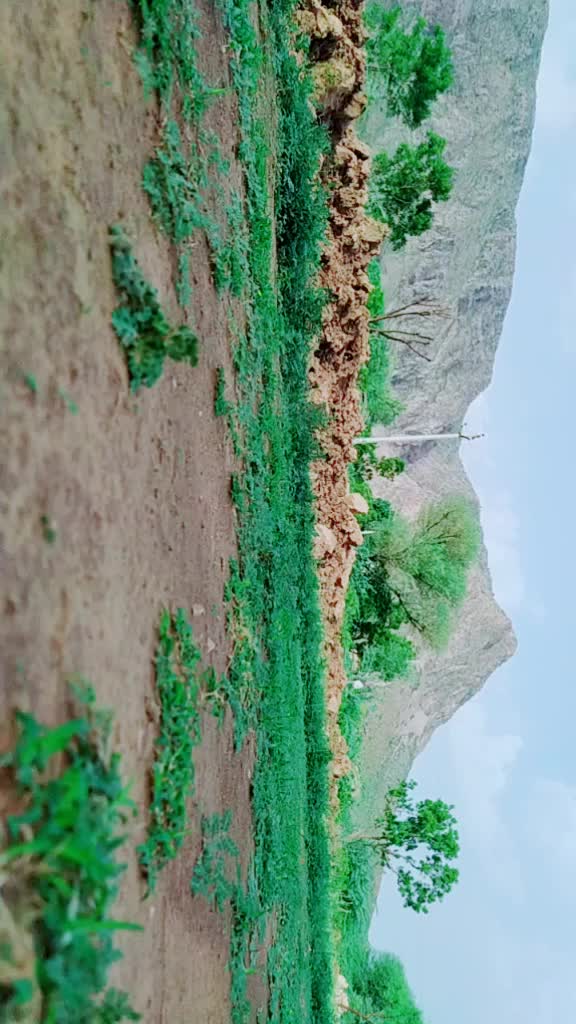 @🇮🇳ROYAL SAINI🇮🇳