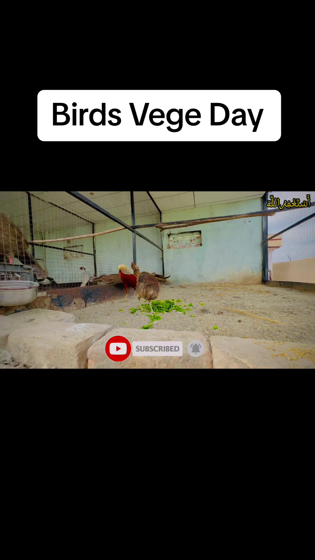 @Bird's Aviaries