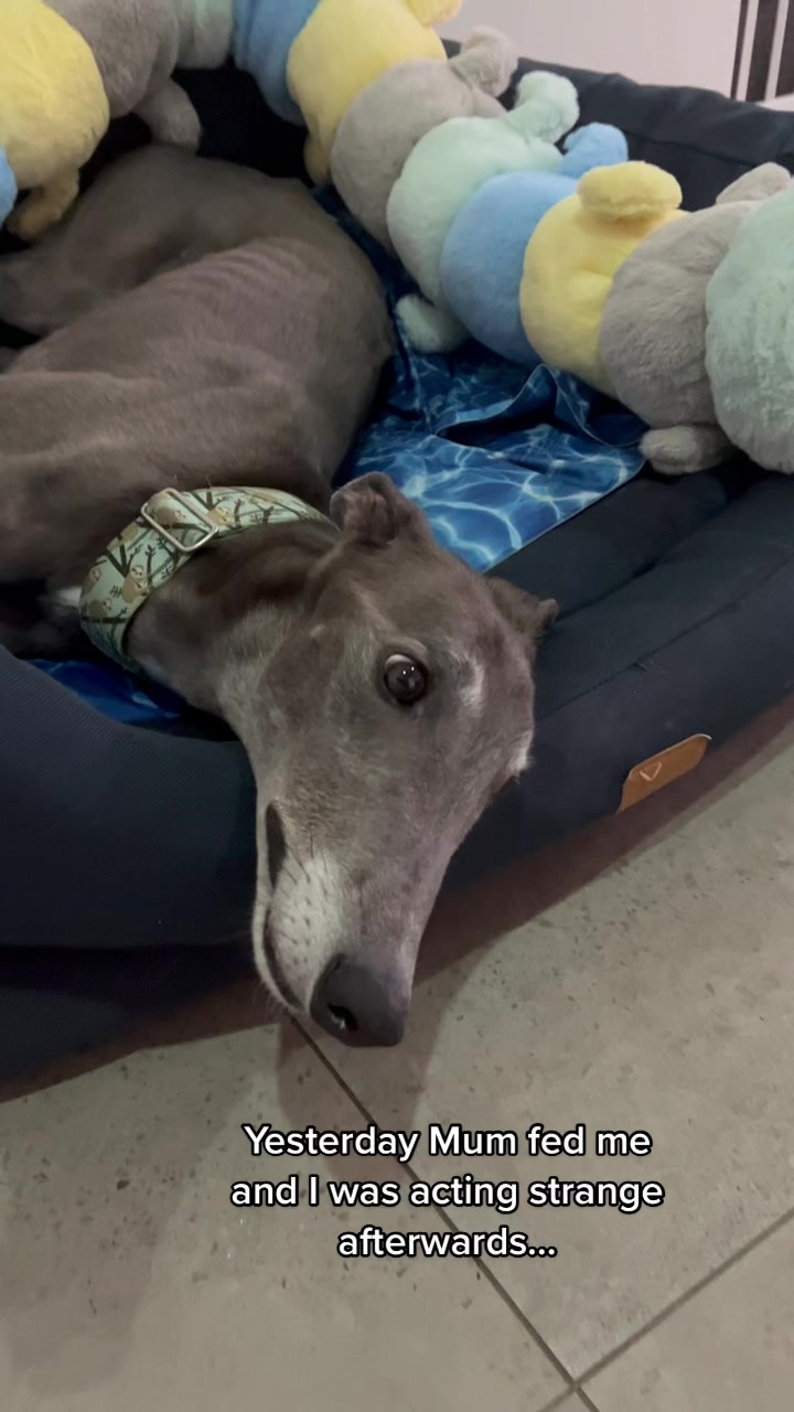 @harrythegreathound