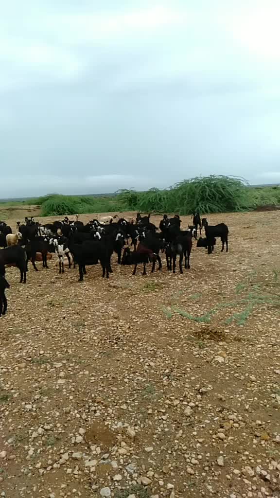 @SK___માલધારી