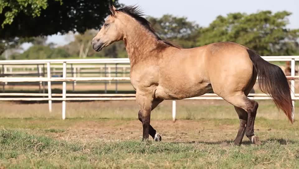 @PRIME HORSE