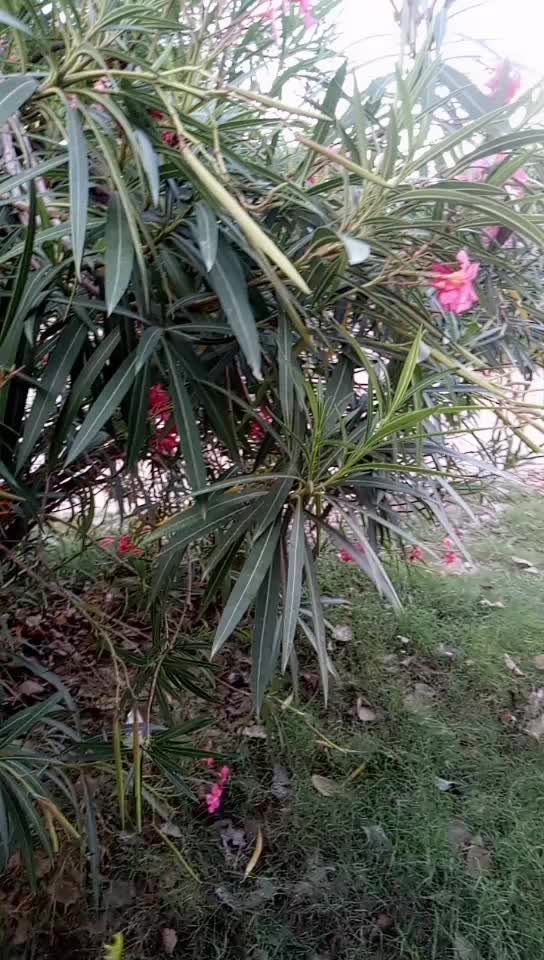 @vinay 1949