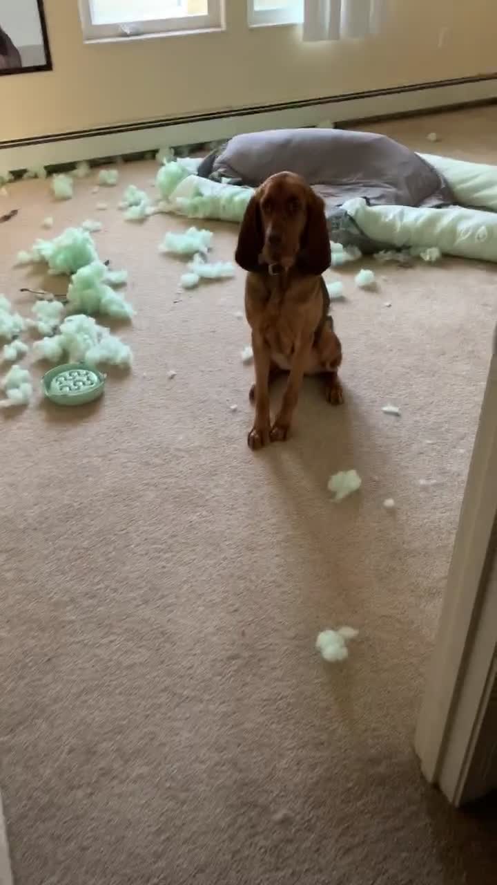 @RiverTheLiverHound