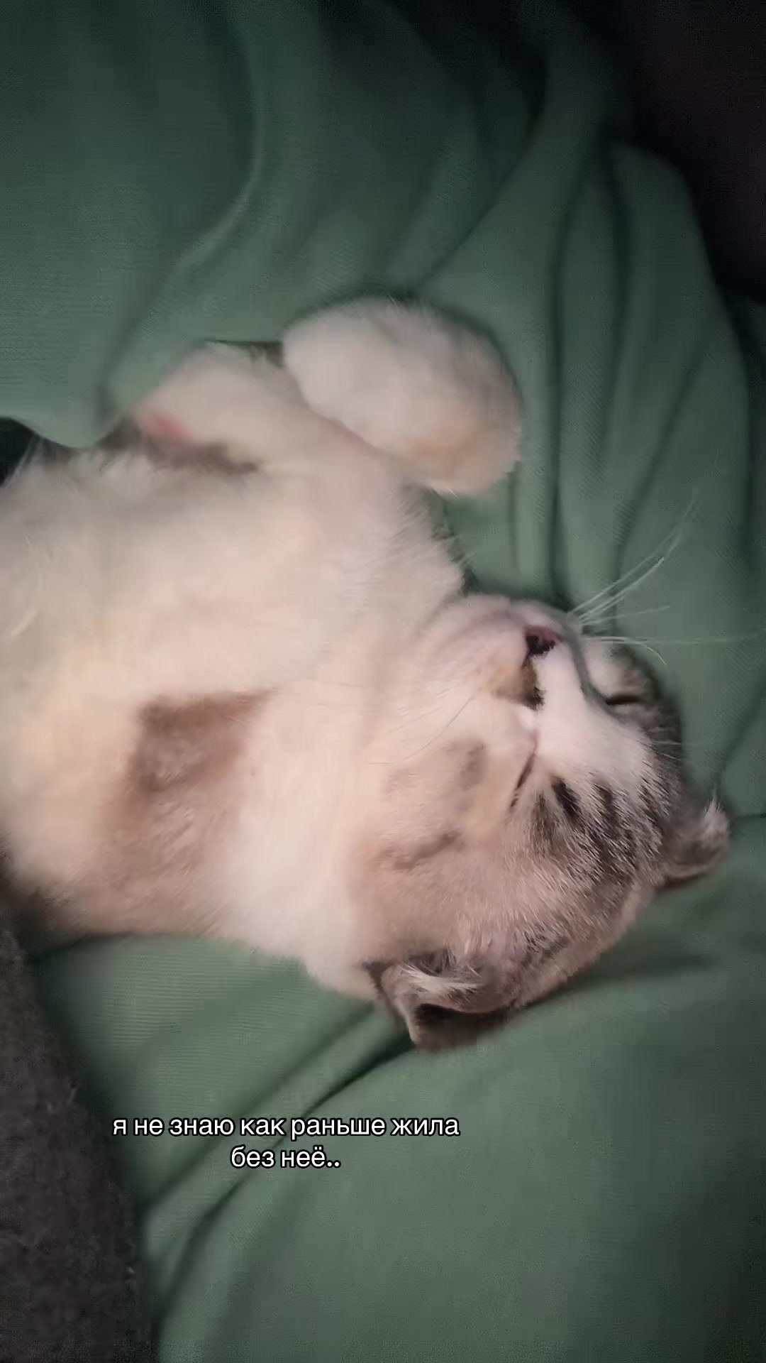 @meow_mia