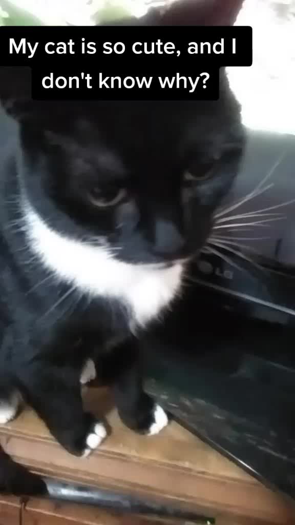 @Quirky Content Only😜 🐈