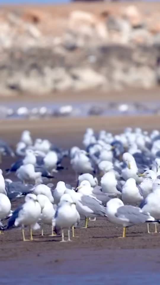 @gd&mdash;birds