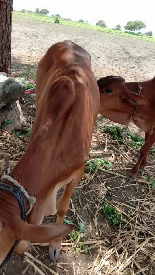 @ज्ञानेश्वर जमरे