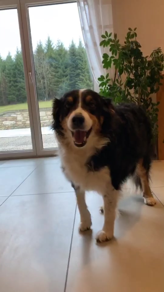 @Chocolats Le Chien