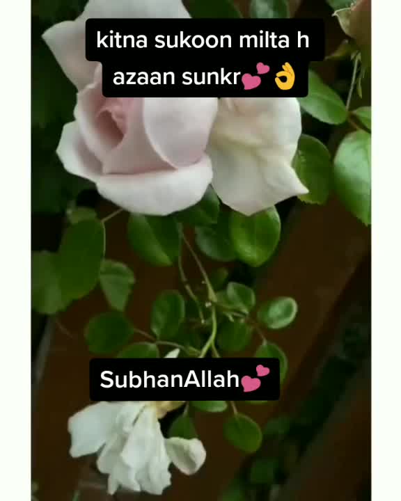 @tayyaba💕
