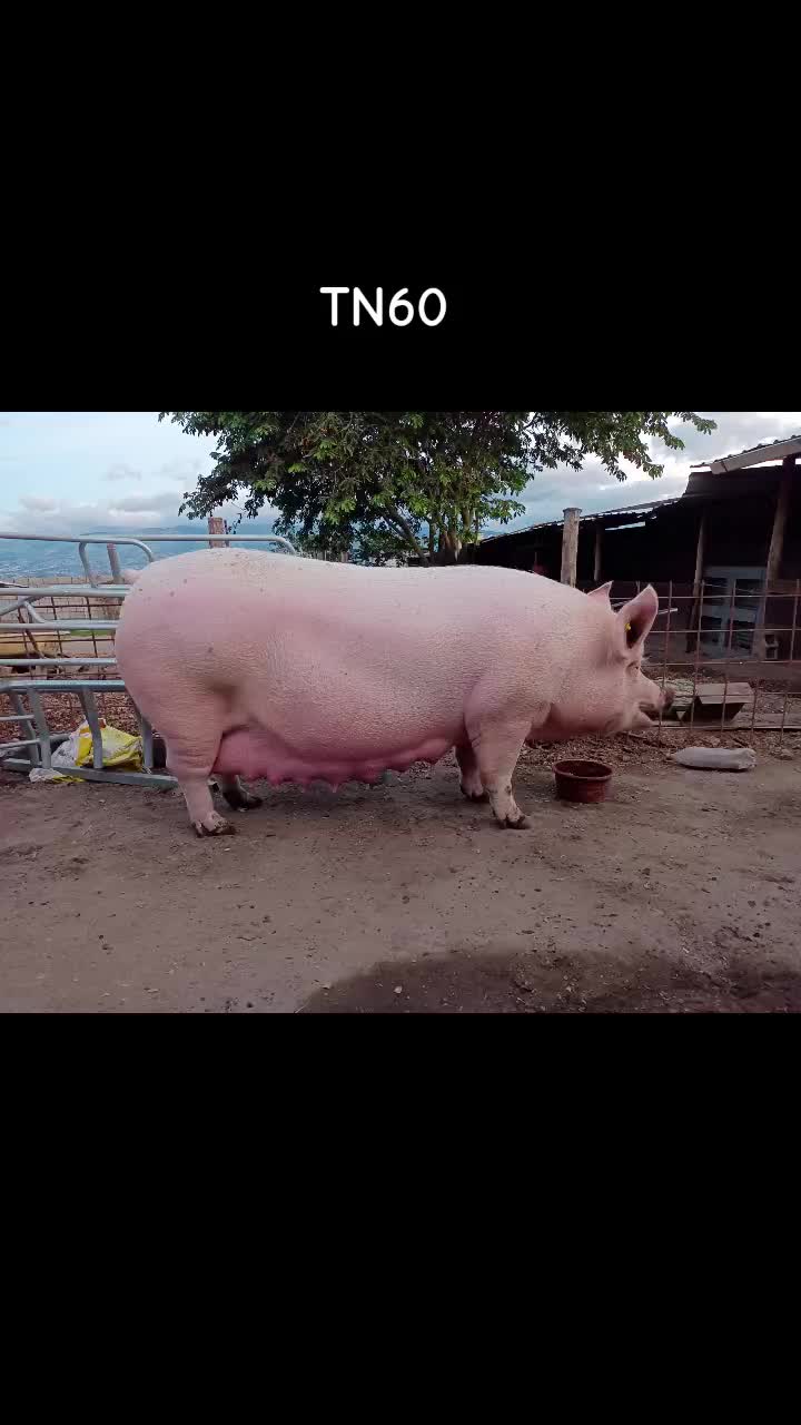 @Granja Porcina Guz