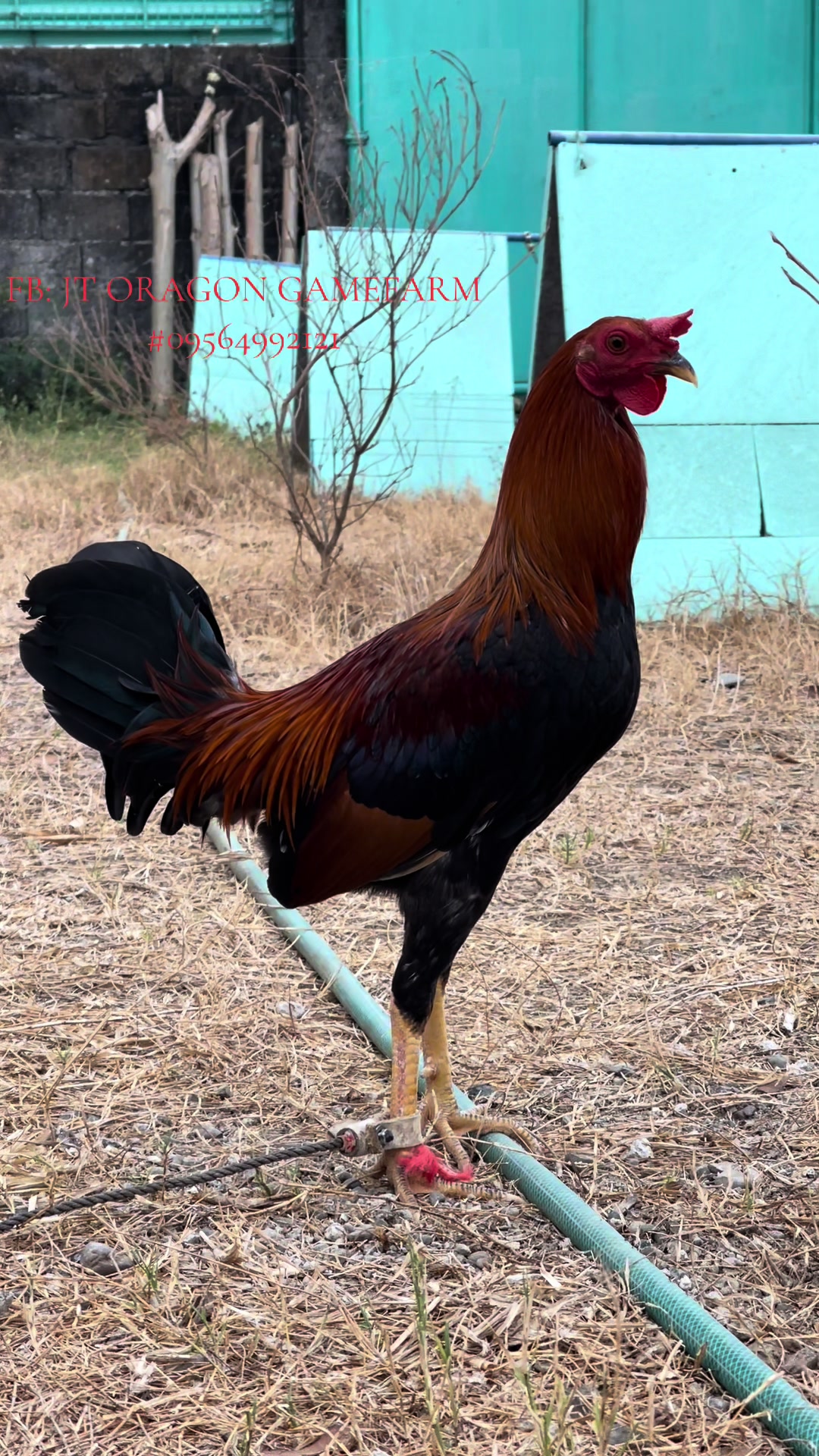 @JT ORAGON GAMEFARM