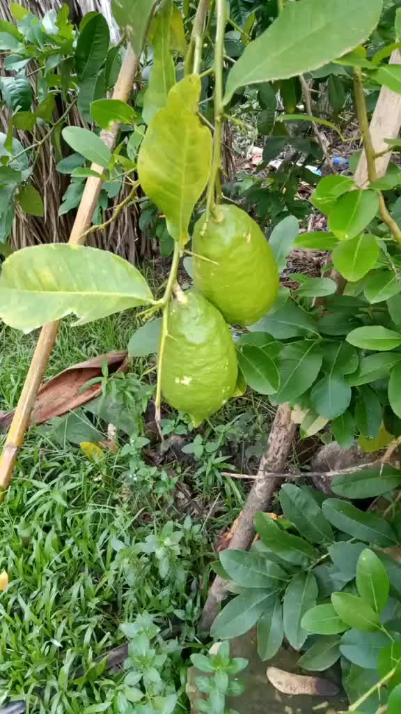 @bishwahira 02