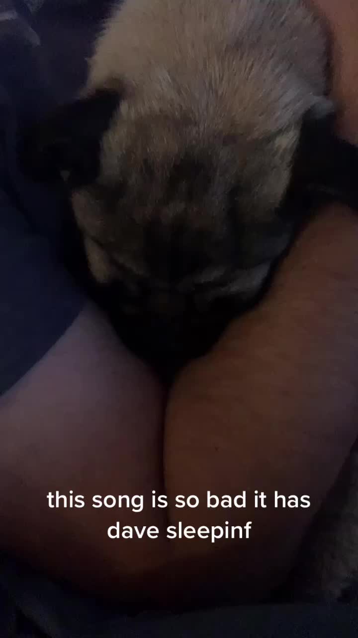 @The real Dave the pug🐶