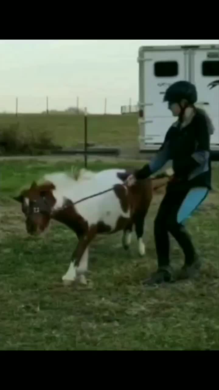 @TheHorseGallery