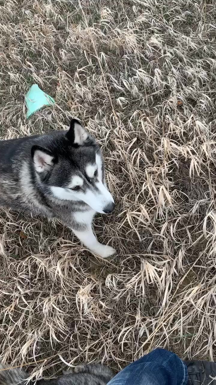 @coloradohuskies