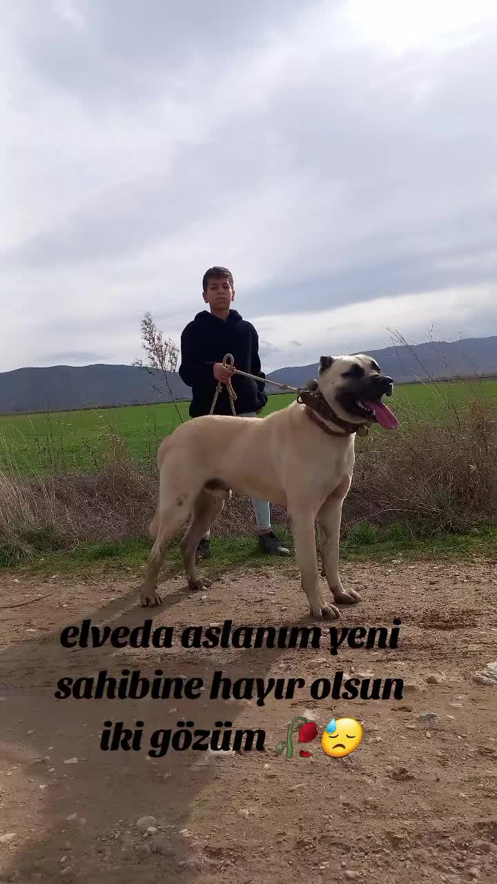 @Ramazan akosman