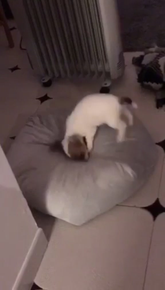 @Opie and Jax 🧡