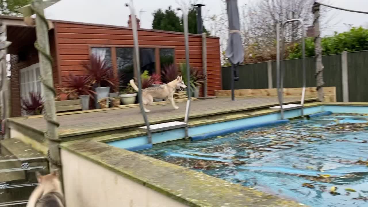 @Coldfeet-Huskies-Kaz