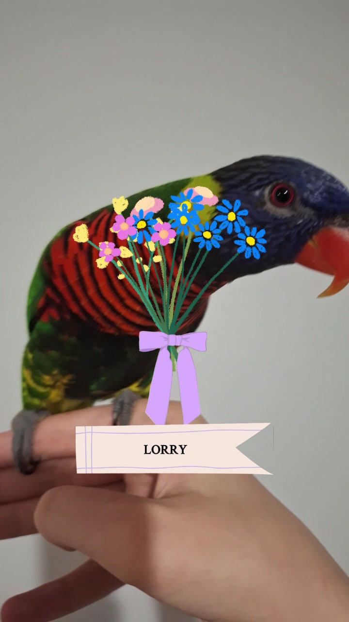@birbwirb