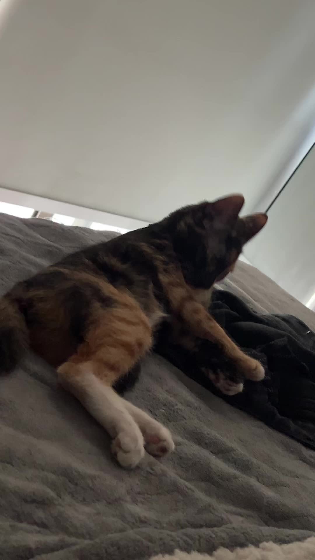 @kiki 🐈⬛
