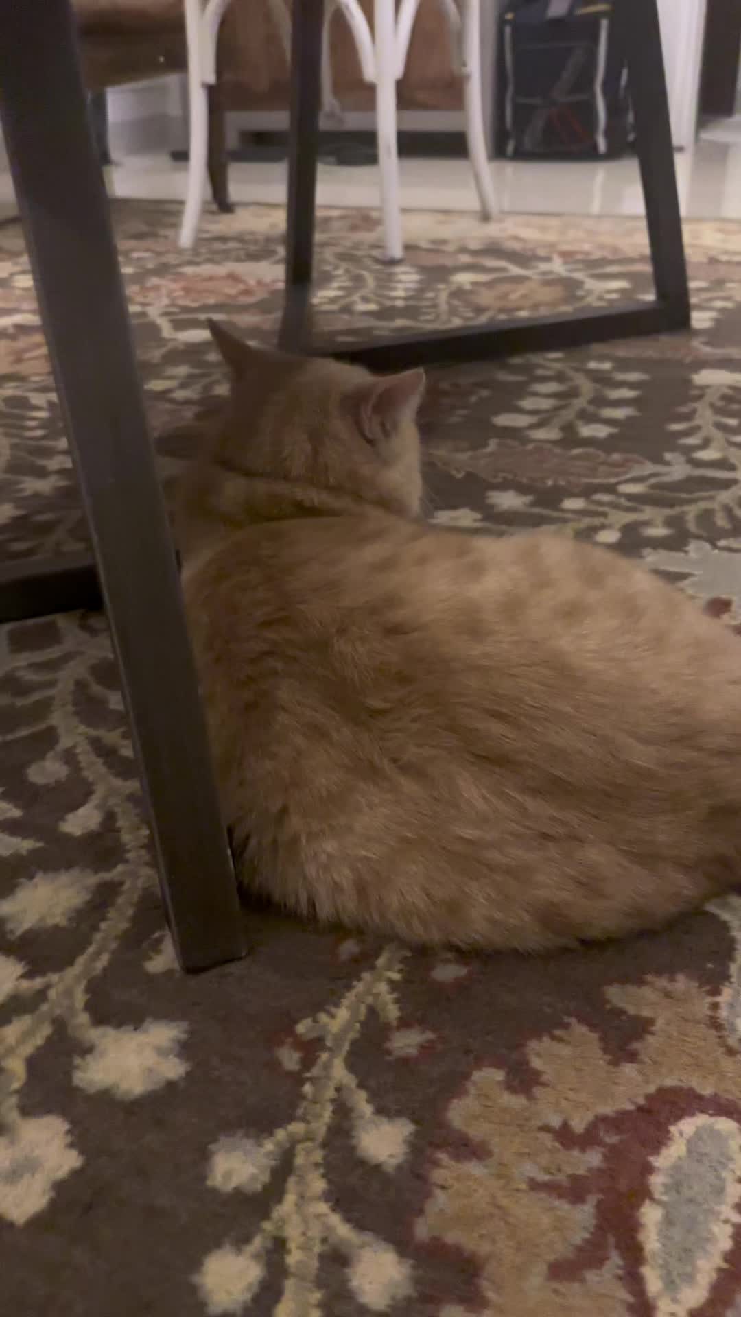 @Gandalf the Cat