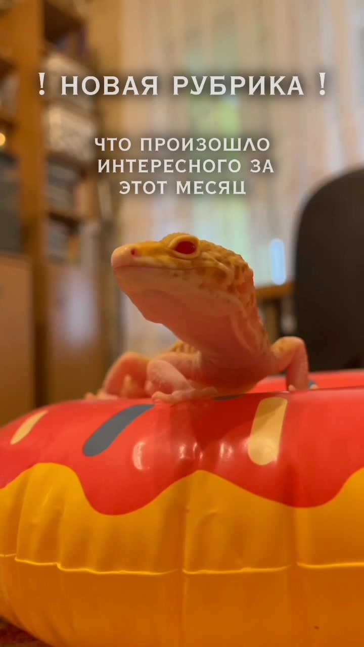 @Эублефар Мия💗
