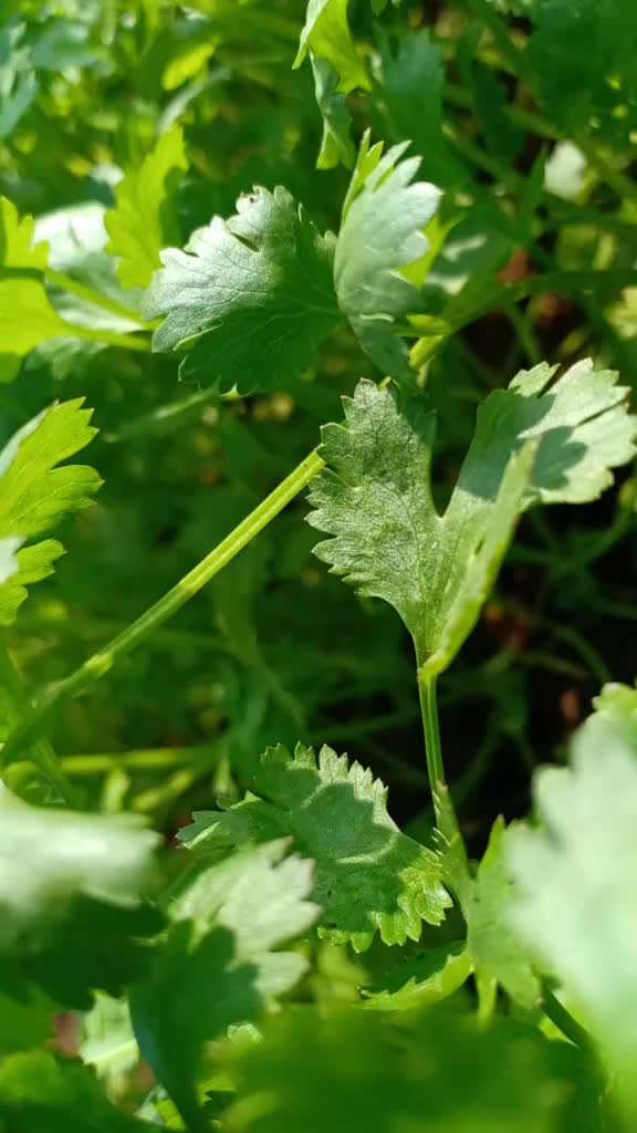 @LalitBadgujar4520