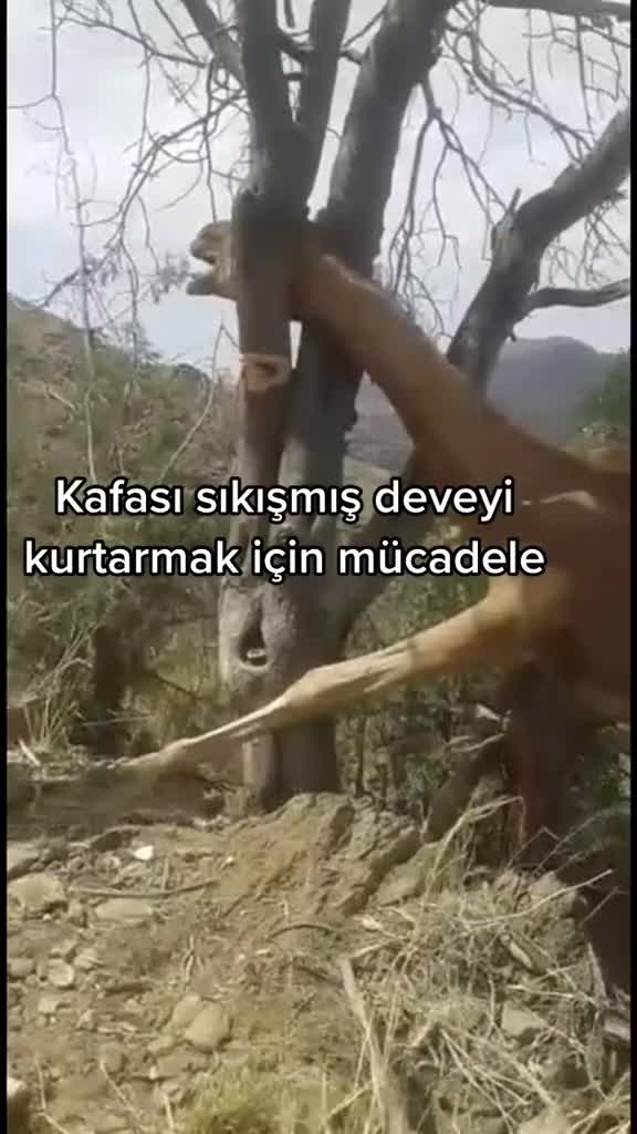 @Yalin kaya