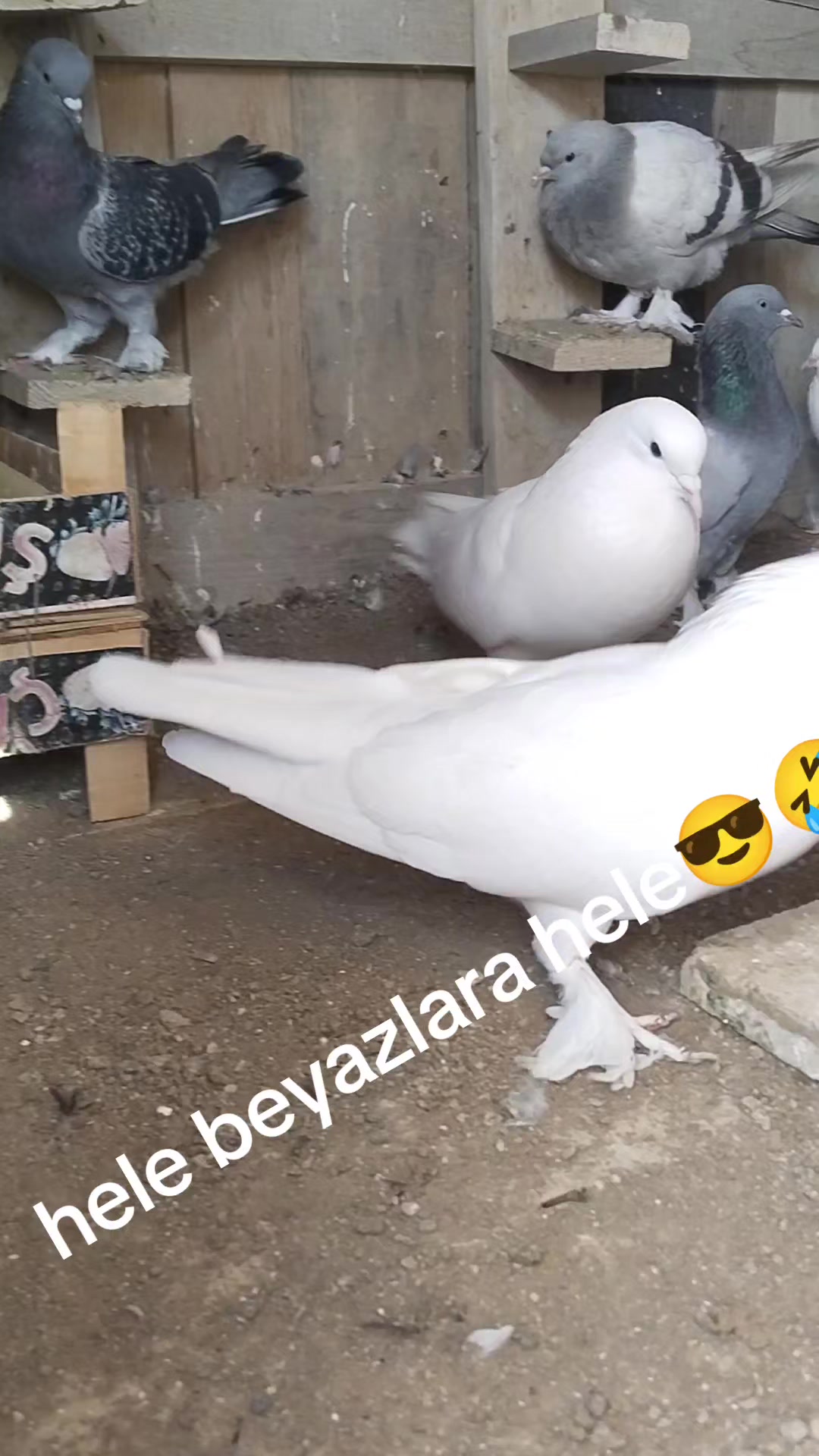 @🎲🎲oyunkusu.kirsehir40🎲🎲