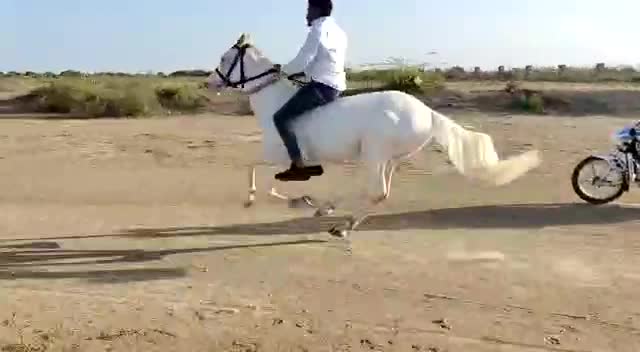 @Rahil Akhani