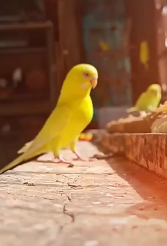 @manju_agrawal_25