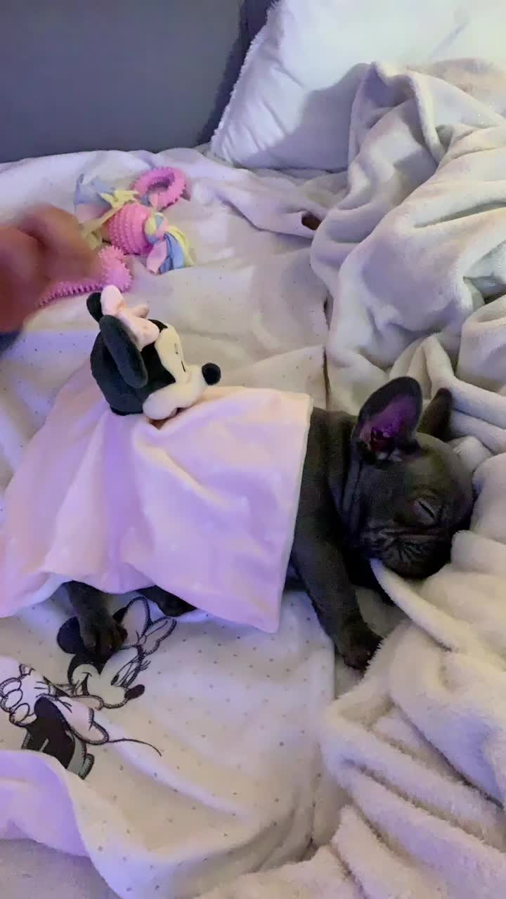 @Cookie 🍪 French Bulldog 🦴