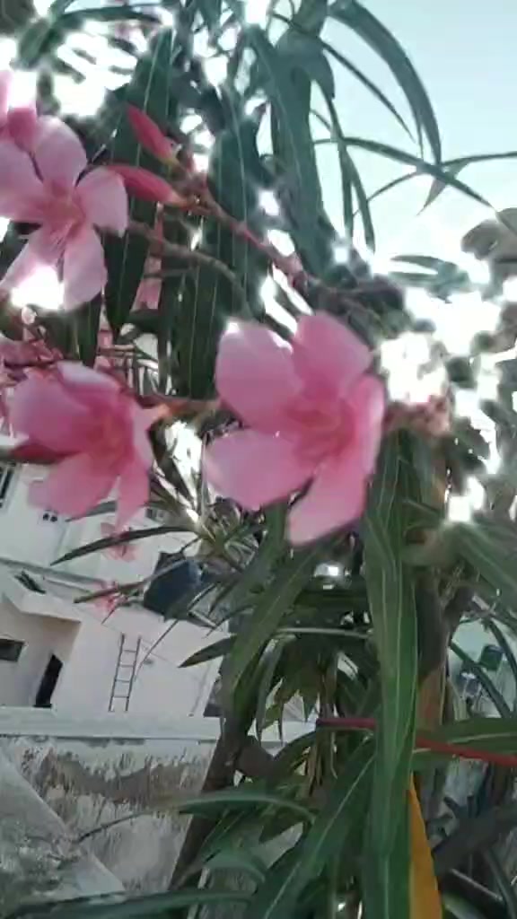 @deeksha
