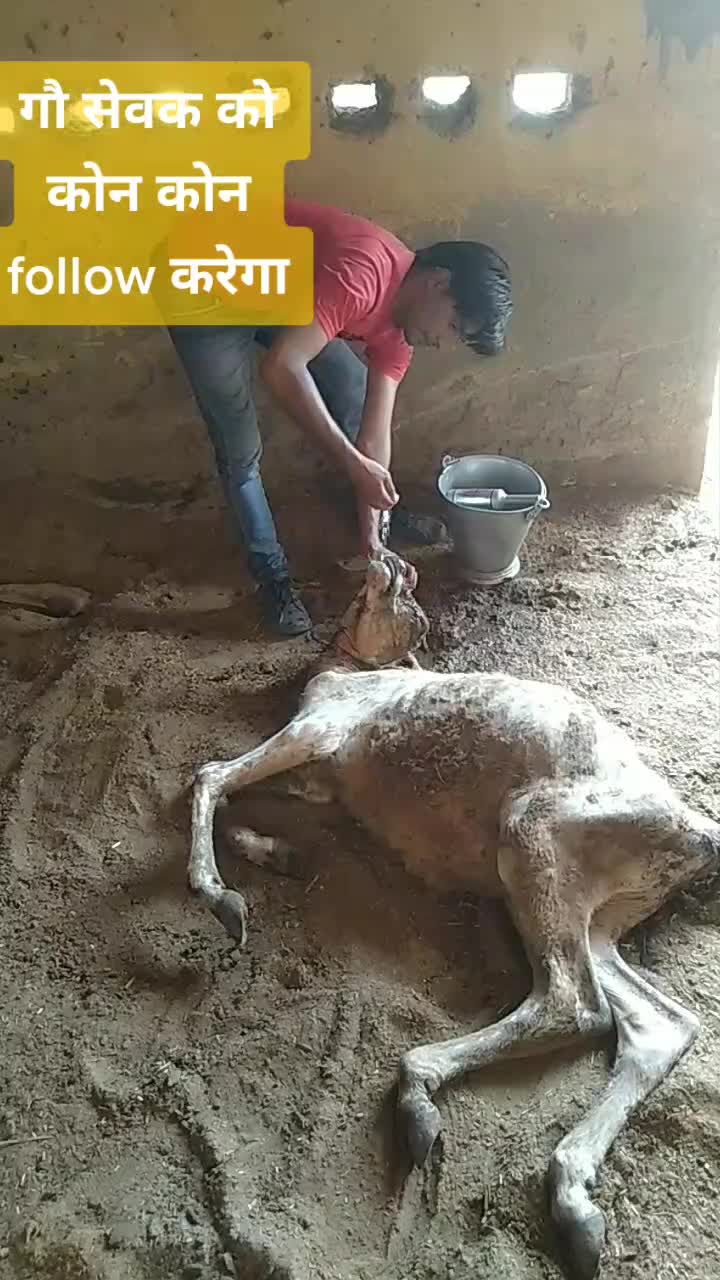 @sainiajeet390