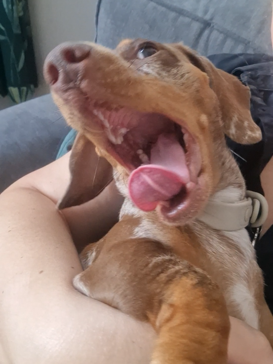 @Choritzo chipolata🐾