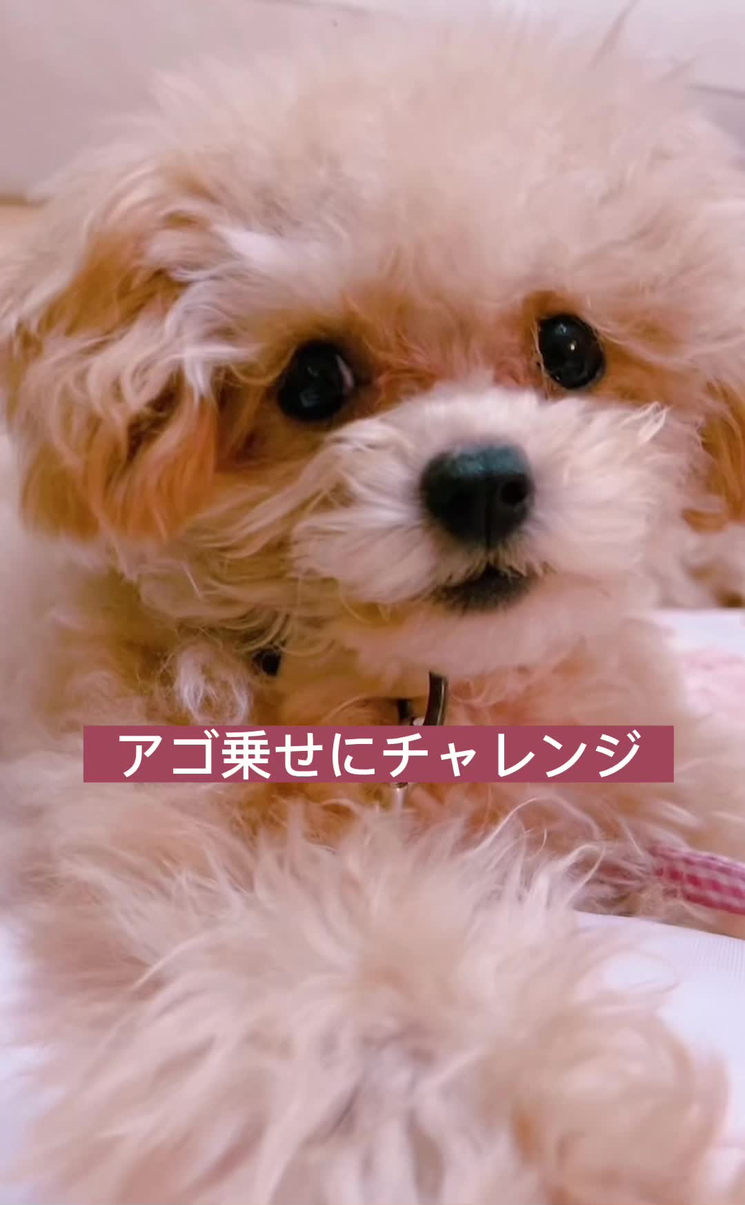 @🍮🍓プリッフィー🍮🍓