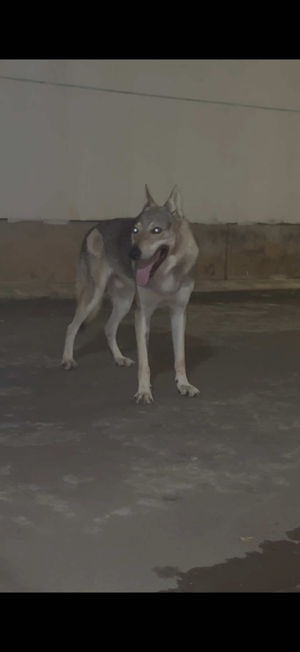 @Life With Echo 🐺